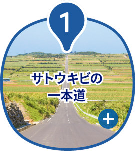 サトウキビの一本道