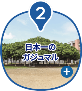日本一のガジュマル