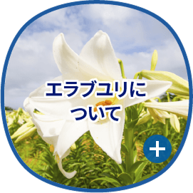 エラブユリについて
